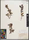 Foto von Salix starkeana Willd.